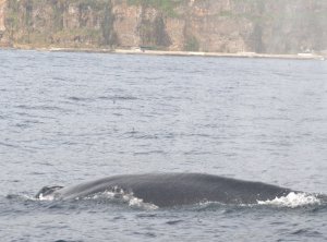 Brydewal, bryde's whale, baleia tropical