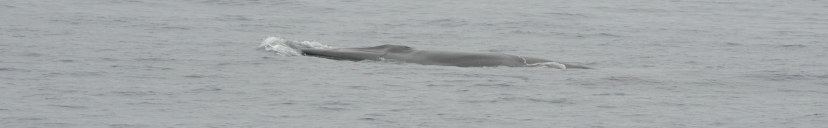 Fin Whale/Finwal/Baleia comum | Lobosonda's Blog | Page 2