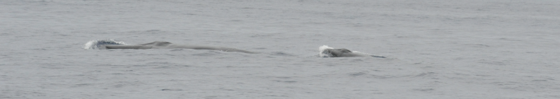Fin Whale/Finwal/Baleia comum | Lobosonda's Blog | Page 2